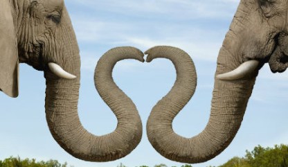 Dancing-Elephants-Cover-448x260