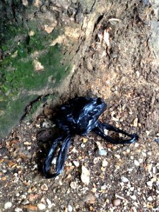 Dear Person Who Put Their Dog Pile in a Plastic Bag and Then Left The Bag By a Tree, thank you for reminding me  to check in with my karma.